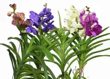 storczyk-orchidea-vanda-bez-doniczki-cykl-rozwojowy-rosliny-wieloletnia