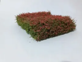mininatur-kwitnacy-na-czerwono-zywoplot-12x14-cm