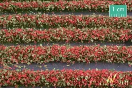 mininatur-tuft-paski-kwitnacych-czerwonych-roslin-336-cm