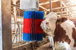 czochradlo-automatyczne-happycow-midiswing-kerbl