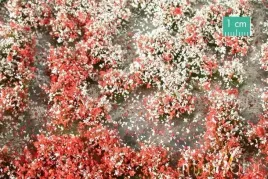 tuft-letnia-kwitnaca-roslinnosc-1-15x4-cm