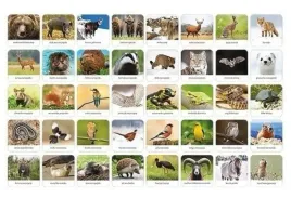memory-fauna-polski-zwierzeta-gra-pamieciowa-dla-dzieci-adamigo-5