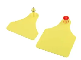 kolczyk-flexoplus-f-czesc-meska-i-d-zenska-zolty-czysty-caisley