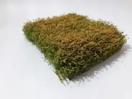mininatur-kwitnacy-na-pomaranczowo-zywoplot-12x14-cm