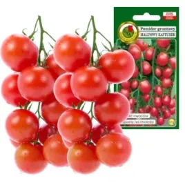 pomidor-malinowy-kapturek-do-600-owocow-bez-gmo