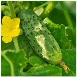 ogorek-zefir-nasiona-wczesny-plenny-wyjatkowo-smaczny-odporny-silny-wigor