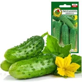 ogorek-gruntowy-szeryf-wczesny-plenny-odporny-5g