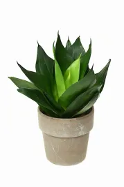 sansevieria-trifasciata-black-dragon-sansewieria-p10