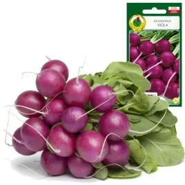 rzodkiewka-viola-krucha-delikatna-idealna-do-twarogu-2g