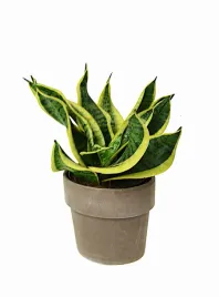 sansevieria-dragon-tongue-sansewiera-p12