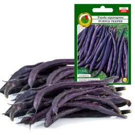 fasola-szparag-fioletowa-purple-teepee-wczesna-bardzo-plenna-30g