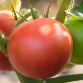 pomidor-malinowy-ozarowski-wczesny-idealny-smak-owoc-do-120g-nasiona-075g