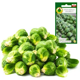 kapusta-brukselska-dolores-srednio-wczesna-odporna-na-susze