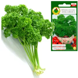 pietruszka-naciowa-moss-curled-odporna-na-chlod