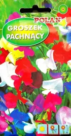 groszek-pachnacy-3g-nasiona-kwiatow-polan