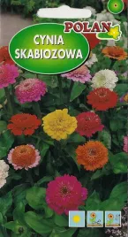 cynia-skabiozowa-1g-nasiona-kwiatow-polan