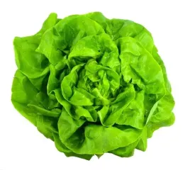 salata-krolowa-majowych-2g-salnas-nasiona-warzywa