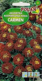 aksamitka-rozpierzchla-niska-carmen-1g-nasiona-kwiatow