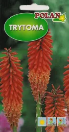 trytoma-groniasta-02g-nasiona-kwiatow-polan