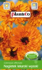 nagietek-lekarski-wysoki-2g-radio-pomaranczowy