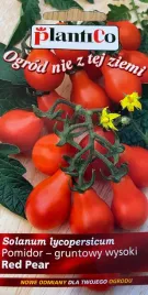 pomidor-gruszkowy-drobny-red-pear-wysoki-02g