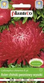 aster-chinski-peoniowy-wysoki-czerwony-1g-plantico