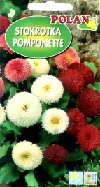 stokrotka-pomponette-02g-nasiona-kwiatow-polan