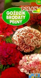 gozdzik-brodaty-pelny-2g-nasiona-kwiatow-polan