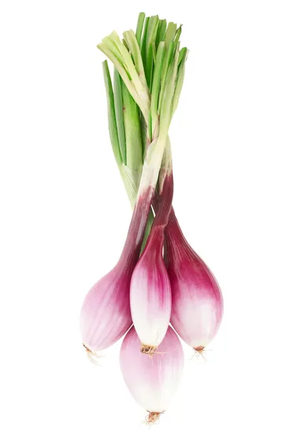 cebula-rossa-lunga-di-firenze-nasiona-bez-gmo-stan-nowy