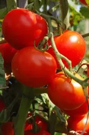 pomidor-drobnoowocowy-bajaja-05g-nasiona-polan