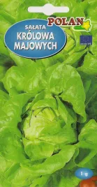 salata-krolowa-majowych-1g-polan-nasiona-warzywa