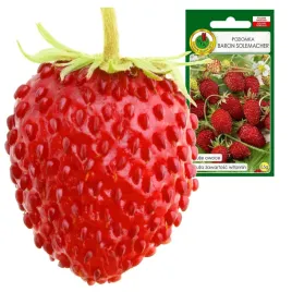 poziomka-baron-solemacher-bardzo-plenna-duzy-owoc-juz-w-pierwszym-roku