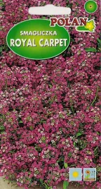 smagliczka-royal-fioletowa-1g-nasiona-kwiatow