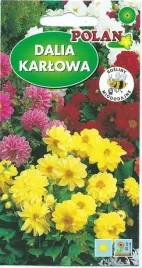 dalia-karlowa-2g-mieszanka-pelnych-i-polpelnych