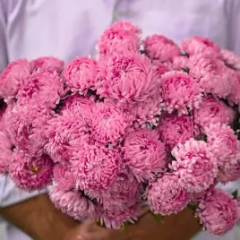 plantico-aster-chinski-peoniowy-rozowy-1g-nasiona-kwiatow-ofelia-wysoka