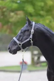 kantar-dla-konia-classy-szary-roz-pony-covalliero
