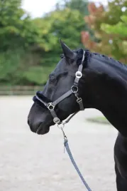 kantar-dla-konia-classicsoft-szary-roz-pony-covalliero