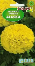 aksamitka-wysoka-alaska-zolta-2g