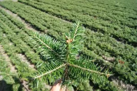 jodla-kaukaska-12-20cm-3lat-sadzonki-na-plantacje