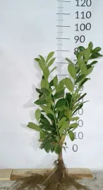 laurowisnia-wschodnia-novita-xxl-na-zywoplot-duza-sadzonka-60-80cm-ladna