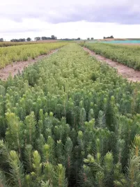 swierk-pospolity-3lat-20-40-na-plantacje-25-sztuk