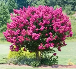 lagerstroemia-indyjska-pink-bez-poludnia-najdluzej-kwitnacy-krzew-swiata