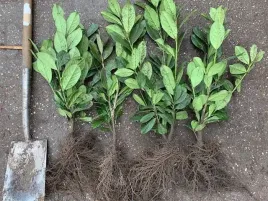 laurowisnia-wschodnia-novita-50-70cm-zywoplot