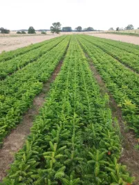 jodla-kaukaska-3-letnia-15-20cm-pakiet-50szt