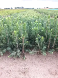 swierk-pospolity-3lat-20-40-na-plantacje-choinek