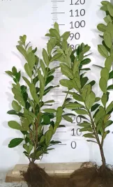 laurowisnia-wschodnia-novita-70-100cm-pakiet-10sztuk