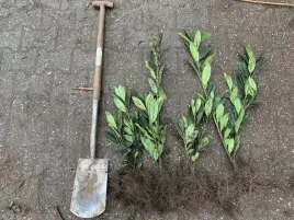 laurowisnia-wschodnia-caucasica-40-60cm-zywoplot