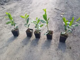 laurowisnia-caucasica-20-40cm-p9-super-sadzonki-prunus-laurocerasus
