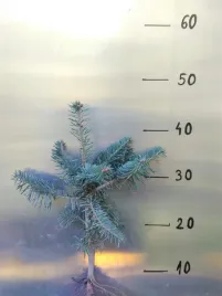 jodla-kaukaska-4lat-sadzonki-na-plantacje-10sztuk
