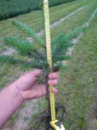 jodla-kaukaska-4lat-sadzonki-na-plantacje-10sztuk